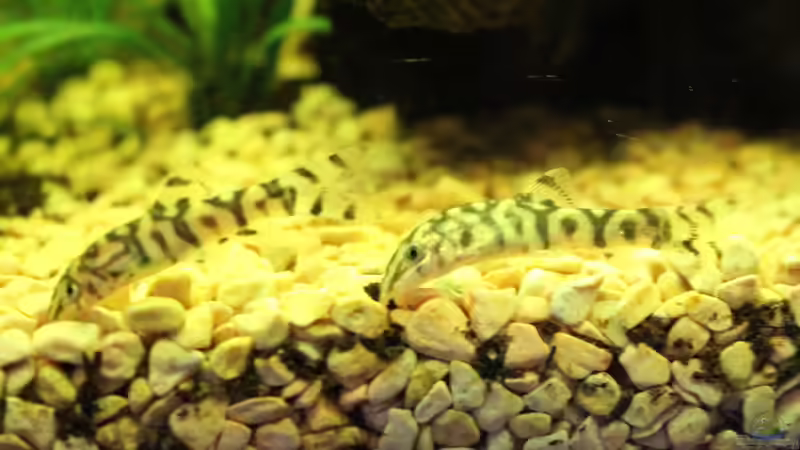 Netzschmerle von Ralf Kl (25)