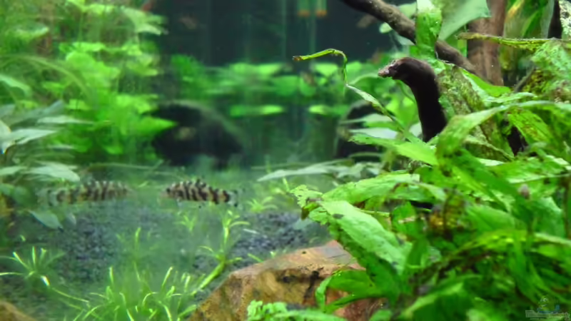 Netzschmerle von Uwe M. (32)