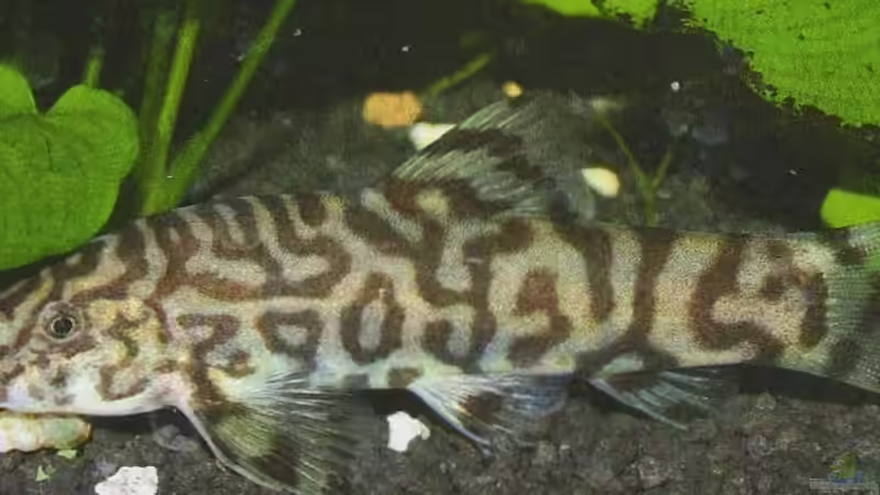 Einrichtungsbeispiele für Botia lohachata (Netzschmerle)