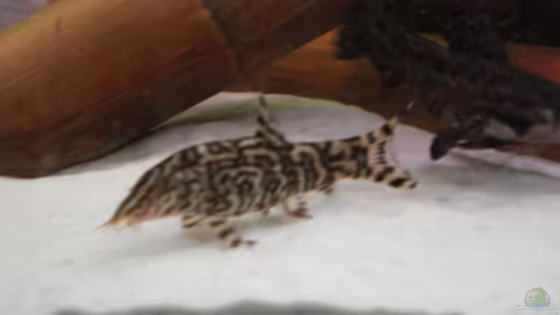 Einrichtungsbeispiele für Botia lohachata (Netzschmerle)