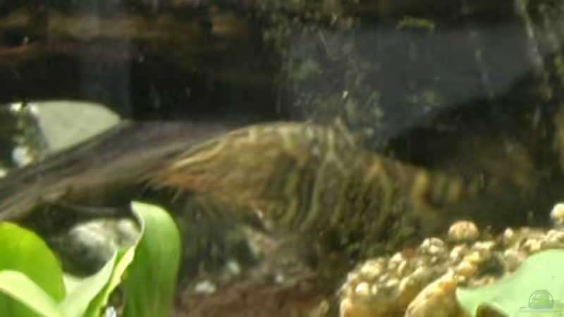 Einrichtungsbeispiele für Botia lohachata (Netzschmerle)