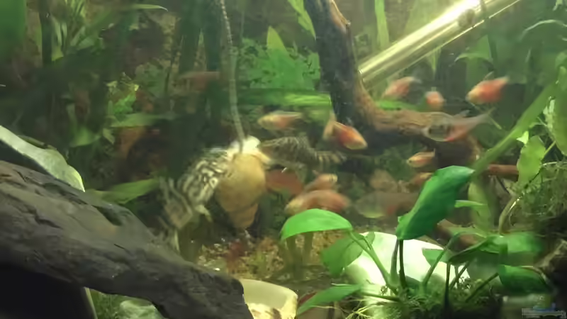 Einrichtungsbeispiele für Botia lohachata (Netzschmerle)