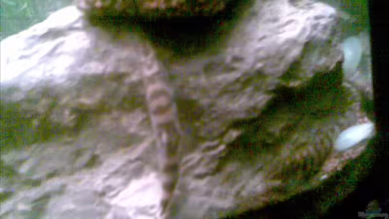 Netzschmerlen an ihrem Lieblingsplatz (ab heute 23.11.2008 in Aquarium beim Nachbarn) von Sammy1981 (8)