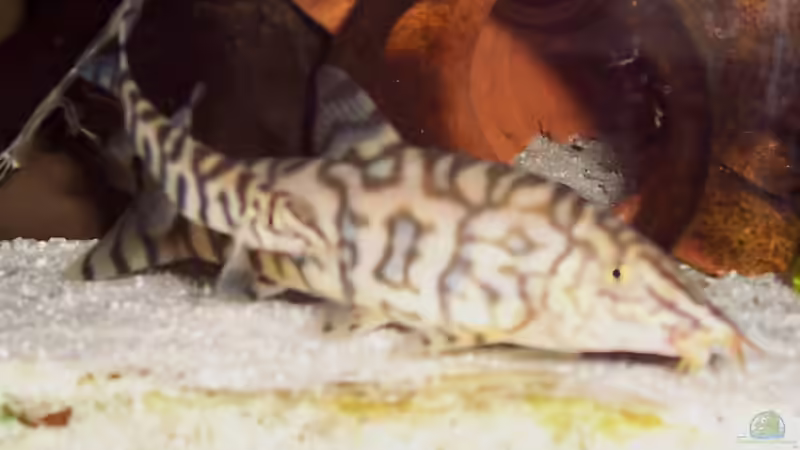 Netzschmerlen Größenvergleich von Solaris (12)