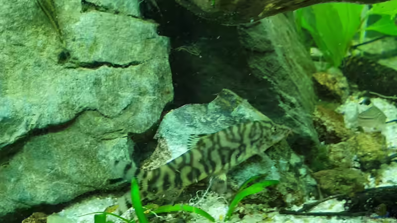 Netzschmerlen von GiZZ55 (17)