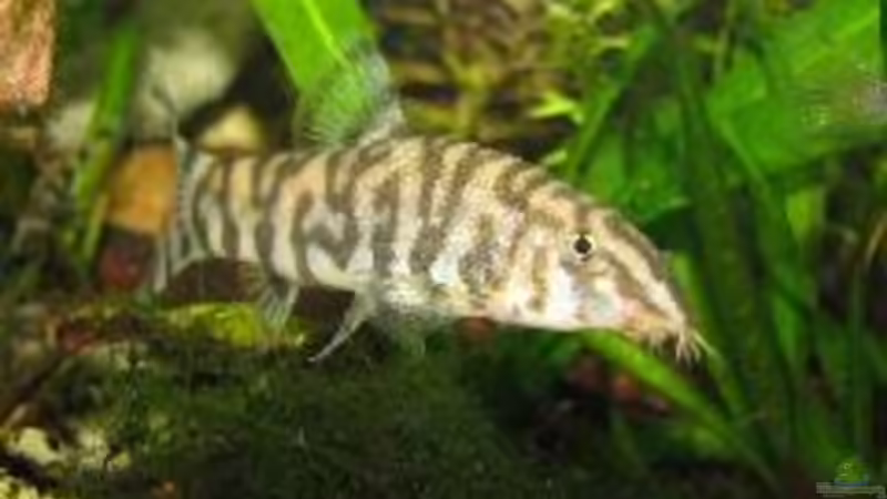 Netzschmerlenmännchen, im nächsten Bild im Hintergrund von Lixa (11)