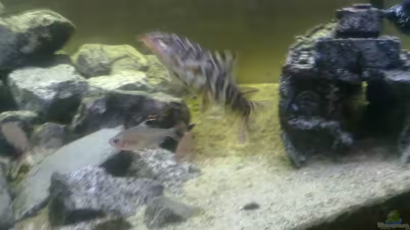 Netztschmerle von Fischer vom Bodensee (5)