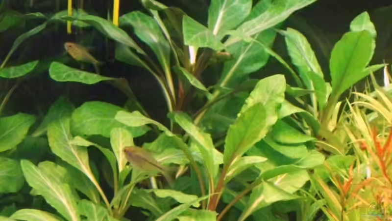 NEU: 20.07.2008 mal wieder Nachwuchs von Sascha Finke (12)