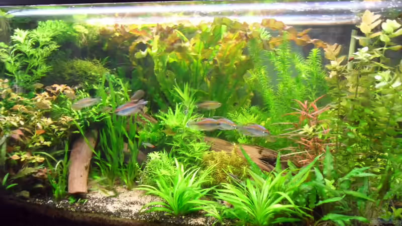 Neu: 4/5 Kongosalmler + 12 Rotkopfsalmler von Bungi (44)