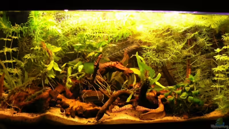 Neu: Als Westafrikaaquarium