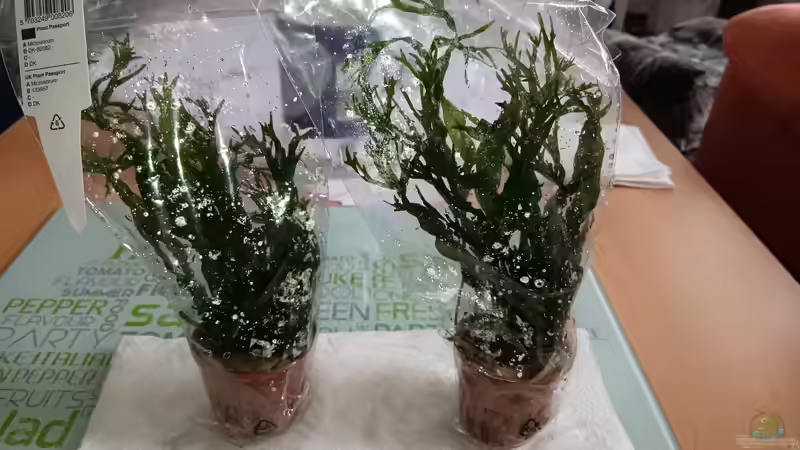 Neu: Microsorum pteropus `Windelov´ von odin 68 (124)