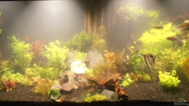 neu 01.07.2014 noch etwas trübe von achim-cool (2)