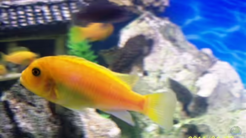 Neu 2 von 47 Malawi (29)