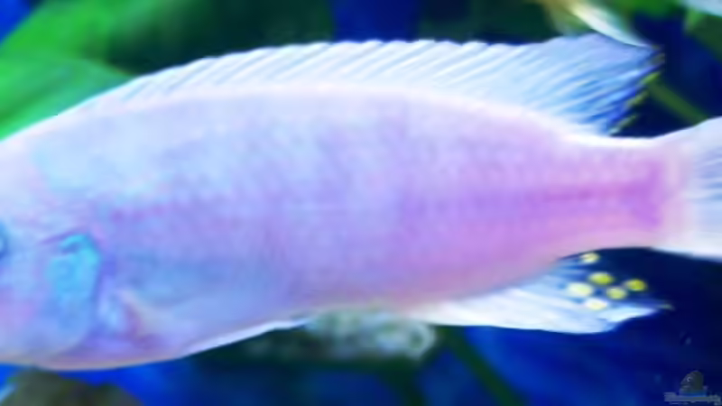 Neu 3 von 47 Malawi (30)