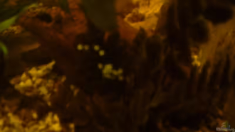 neu 4  von Clippi (6)