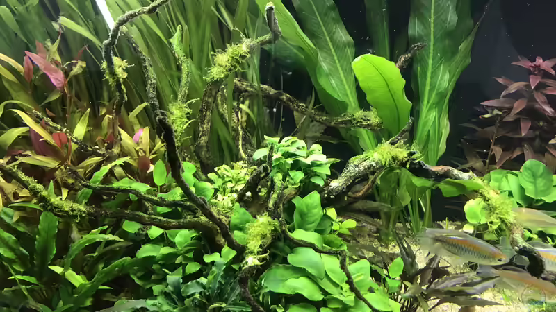 Neu aufgebundenes Moos von Aerbsli (20)