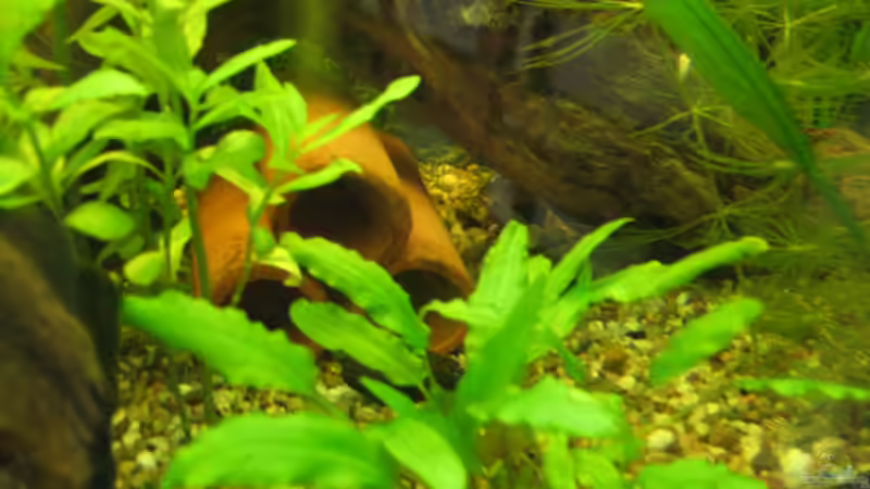 NEU Aug. 08 von Ulrike Laarouchi (8)