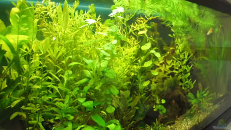 NEU AUG 08 von Ulrike Laarouchi (11)