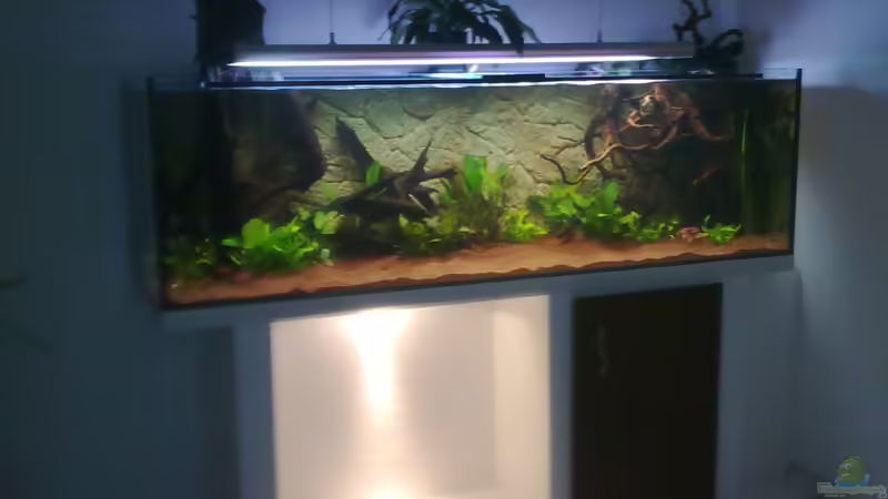 Neu bepflanzt von Blue2 (4)