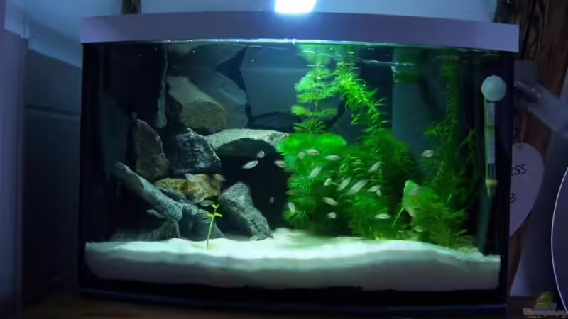 neu bepflanzt von Marco Vasev (6)