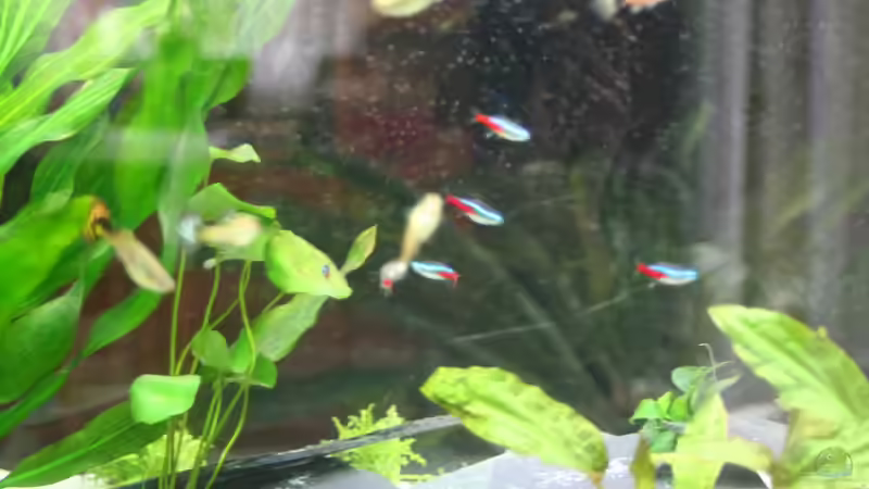 Neu bepflanzt von Thomas Rehkemper (3)