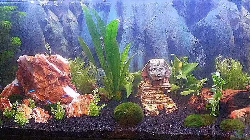 neu bepflanzt,wachsen hoffentlich schnell an von ElFluppe (1)