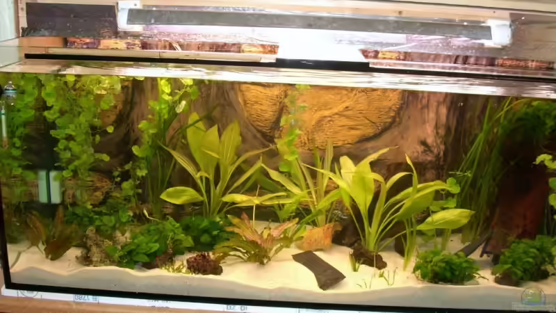 neu eingerichtet....noch mit T8 Beleuchtung von cupra2009 (3)