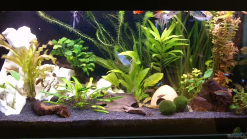 Neu eingerichtet seit Februar 2008 von Nadine Wilmer (1)