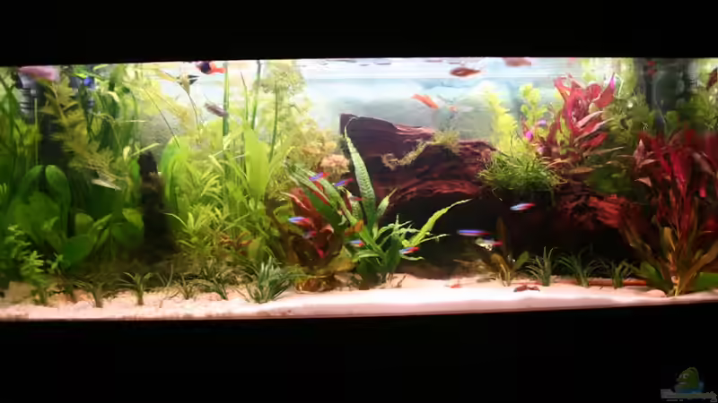 Neu eingerichtet von Photi (1)