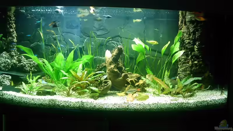 Neu Eingerichtete AQ am 4.09 von korabol (2)