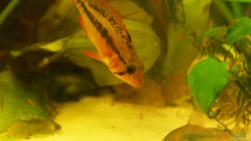 Neu eingesetztes Weibchen von RX (15)