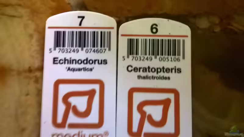 Neu eingezätzte Pflansen von Lars Ascher (29)