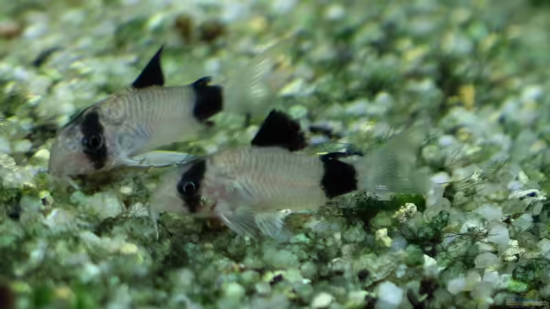 Neu eingezogene Corydoras panda 12/09/2015 von Phil Cave (100)