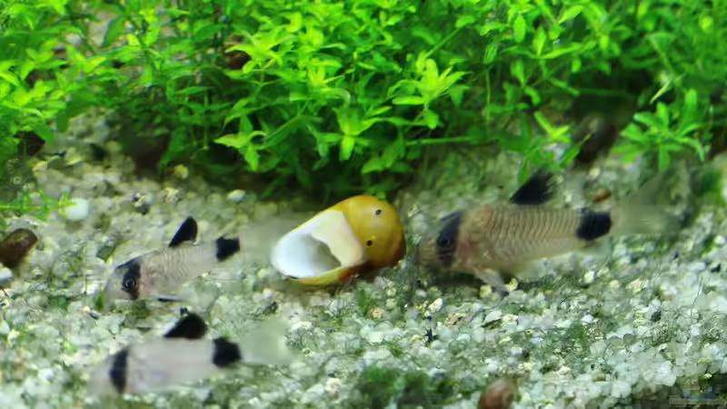 Neu eingezogene Corydoras panda 12/09/2015 von Phil Cave (101)