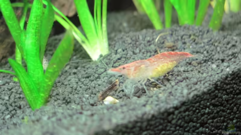 neu eingezogenes, trächtiges Weibchen von Opodeldok (35)