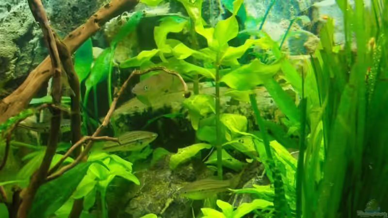 neu eingfplanzte Gymnocoronis im Vordergrund  02.03.08 von Aquarienfreund44 (19)