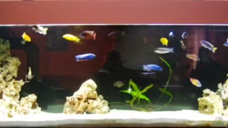 Neu gestalltet mit Schwarzer Rückwand & Wei??em Quarzsand 10/2007 von Andre Herzog (1)