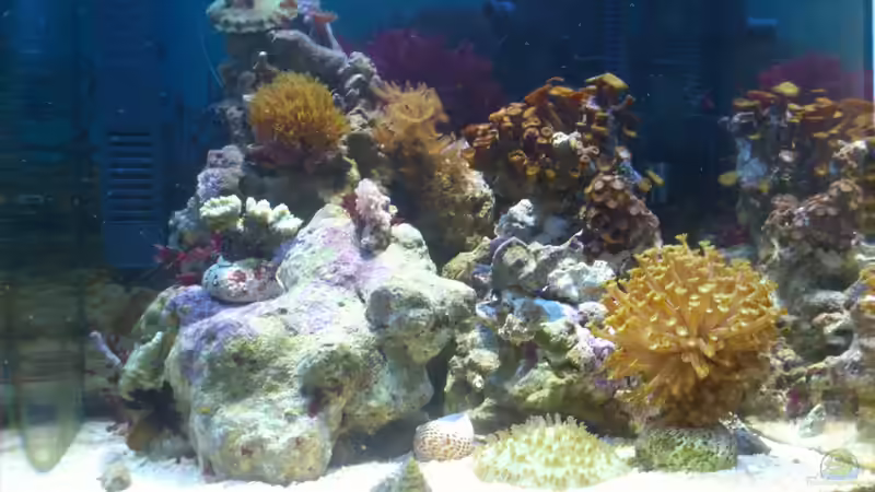 Neu gestaltet jetzt keine Algenplage mehr!!!!! :) von Dirk Pfeifer (1)