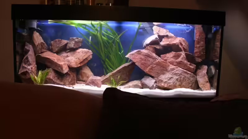 Neu gestaltetes Becken von Marco Vasev (1)