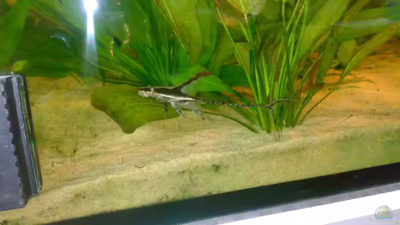 neu im becken  von Cliff Lehmann (29)