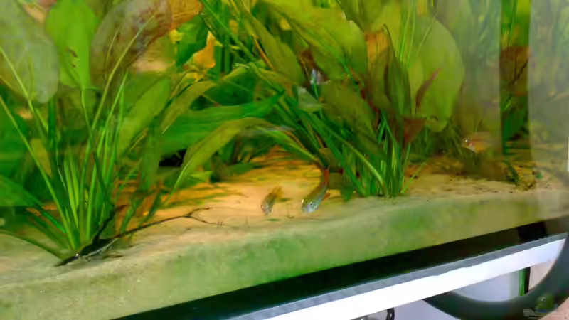 neu im becken  von Cliff Lehmann (30)