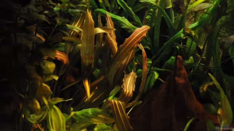 neu im becken von Der Buschfisch (14)