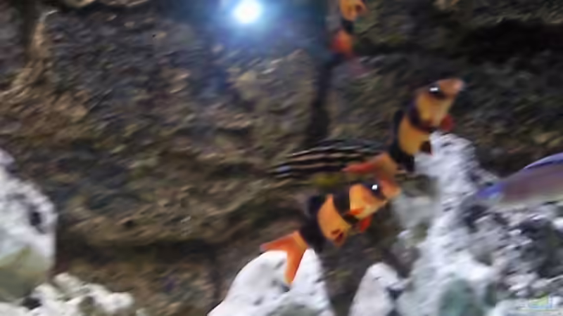 neu im Reinigungstrupp: 3 Prachtschmerlen von Heiko Röder (13)