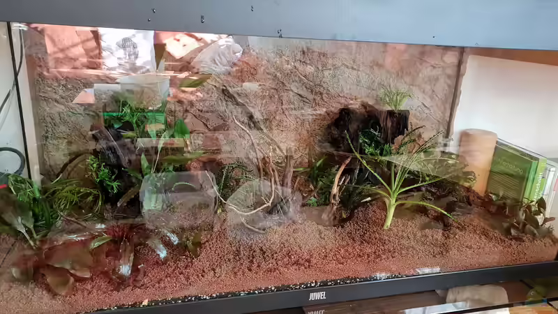 Neu mit Bodnsubstrat und neuem Kies Hardscape von Manuela&Mike (11)