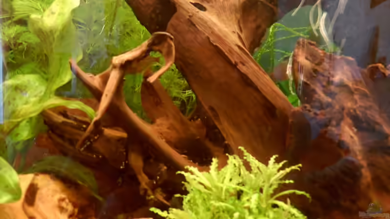 neu Pogostemon helferi September 2013 von S04Peter (12)