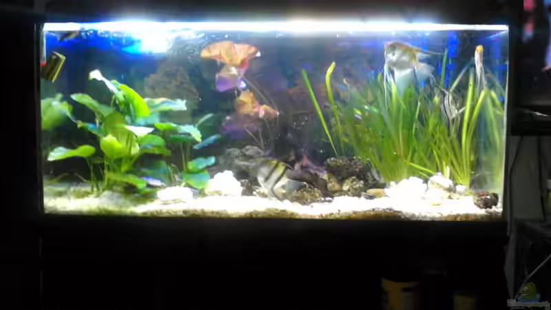 Neu Skalare von Andreas Kraft (1)