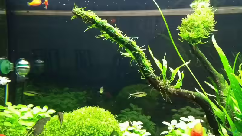 neu Taxiphyllum sp. ´Spiky Moss´ vorn. Hinten Taxiphyllum barbieri ´Javamoos´ von C-NA (32)