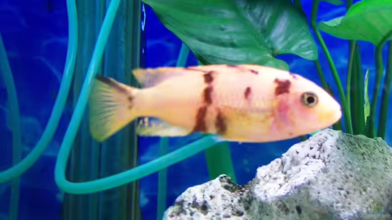 Neu von 47 Malawi (28)