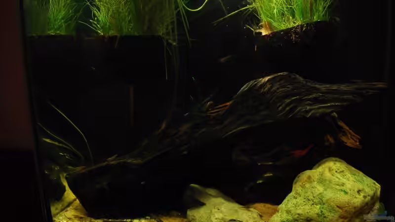 neu von Benjamin Hamann (6)