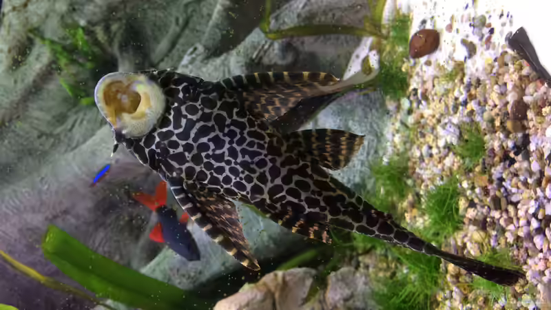 Neuankömmling aus Südamerika (18cm) von Wabi (20)